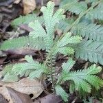 Selaginella sulcata