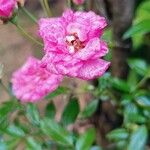 Rosa abietinaŽiedas