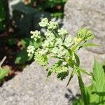 Aegopodium podagrariaFlower