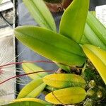 Bulbophyllum vaginatum 葉