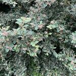 Cotoneaster franchetii برگ