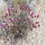 Thymus longiflorus Flower