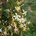 Turraea mombassana Λουλούδι