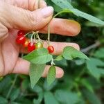 Solanum dulcamara Fruit
