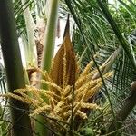 Cocos nuciferaफूल