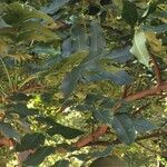Ekebergia capensis Φύλλο