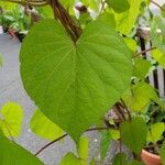 Ipomoea alba Feuille