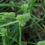 Cyperus hortensis Pokrój