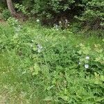 Lactuca plumieri Habitat