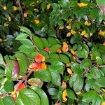 Cotoneaster acutifoliusBlad