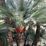 Chamaerops humilisList