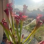 Sarracenia purpurea 葉