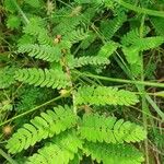 Chamaecrista fallacina Leaf