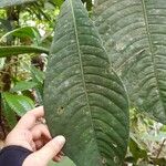 Faramea permagnifolia Blatt