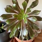 Aeonium arboreum Folha