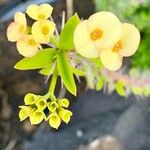 Euphorbia lophogona Kwiat