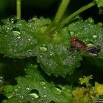 Alchemilla coriacea Leaf