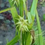 Carex grayi Fruit