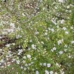 Symphyotrichum ericoides Агульны выгляд