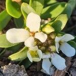 Iberis semperflorens Çiçek