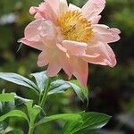 Paeonia mascula ശീലം