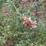 Cedronella canariensis Floare