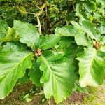 Quercus dentata Leaf