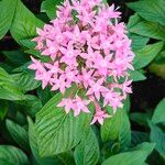 Pentas lanceolata Blomst