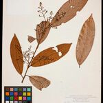 Aniba cylindriflora List