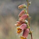 Digitalis obscuraFlower