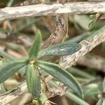 Centranthus longiflorus Levél
