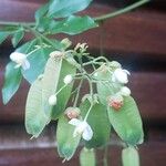 Serjania membranacea Flower