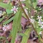 Symphyotrichum lateriflorum পাতা