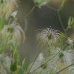 Clematis orientalis Fruit