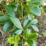 Zanthoxylum asiaticum पत्ता
