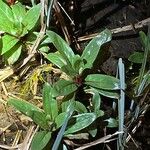 Epilobium tetragonum Лист