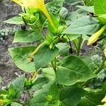 Mirabilis jalapa Ліст