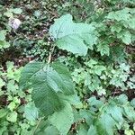 Viburnum opulusBlad