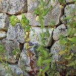 Cerinthe majorHabitat