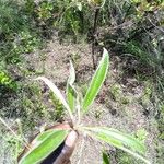 Plantago lanceolata Folha