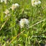 Trifolium montanum Flower