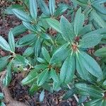 Rhododendron degronianum Blatt