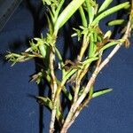 Epidendrum ramosum Інше