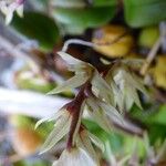 Bulbophyllum nutans Blomst