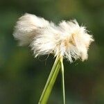 Eriophorum virginicum Fruto