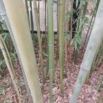 Phyllostachys reticulata Corteza