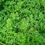 Pilea microphylla Leaf