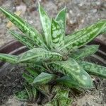 Gasteria obliqua Habit