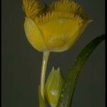 Calochortus monophyllus Other