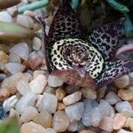 Orbea variegata Flower